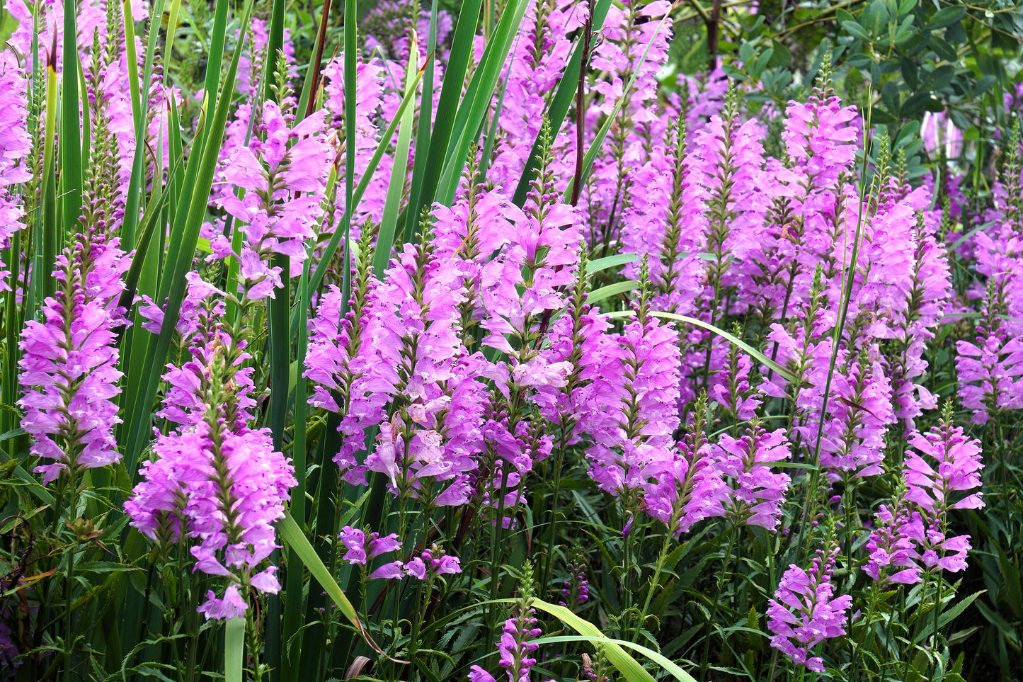 50 PINK Showy OBEDIENT PLANT (False Dragon Head) Physostegia Virginiana Flower Seeds