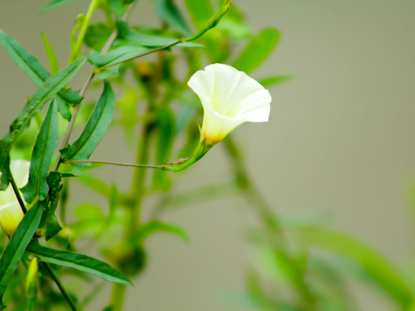 10 White CHRISTMAS VINE Turbina Flower Rivea Ipomoea Corymbosa Seeds