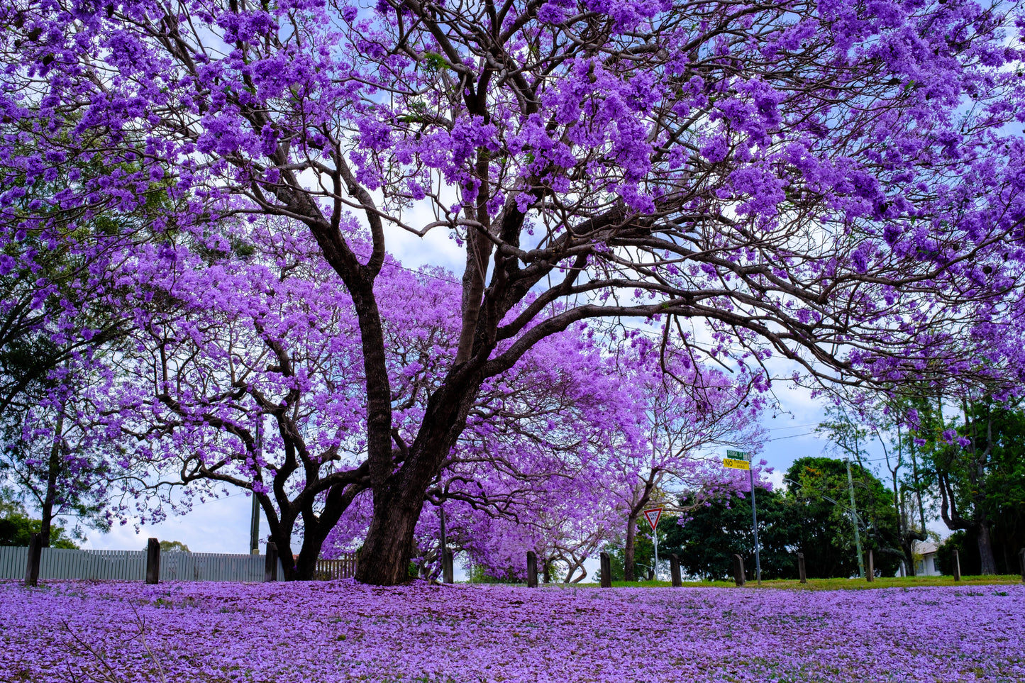 25 BLUE JACARANDA TREE ( Fern Tree / Brazilian Rose Wood / Green Ebony ) Jacaranda Mimosifolia Seeds