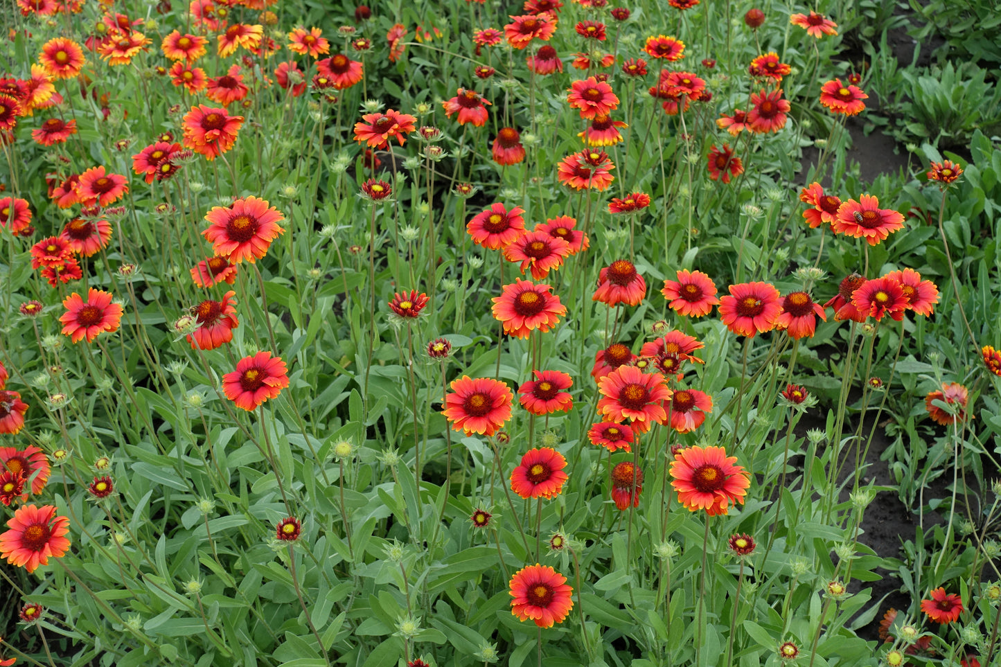 50 BURGUNDY GAILLARDIA Red Indian Blanket Flower Seeds