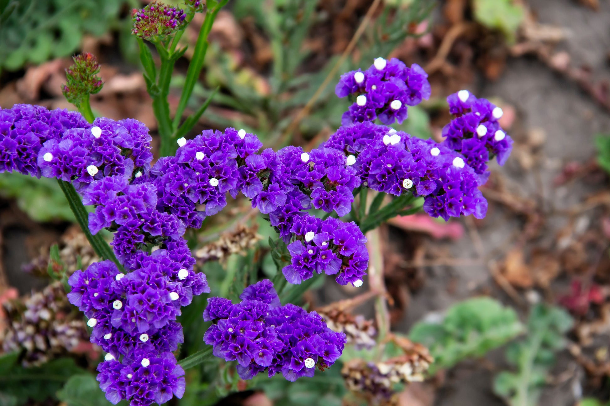 statice sea lavender plants 50 Purple STATICE / SEA LAVENDER Limonium Sinuatum Flower Seeds