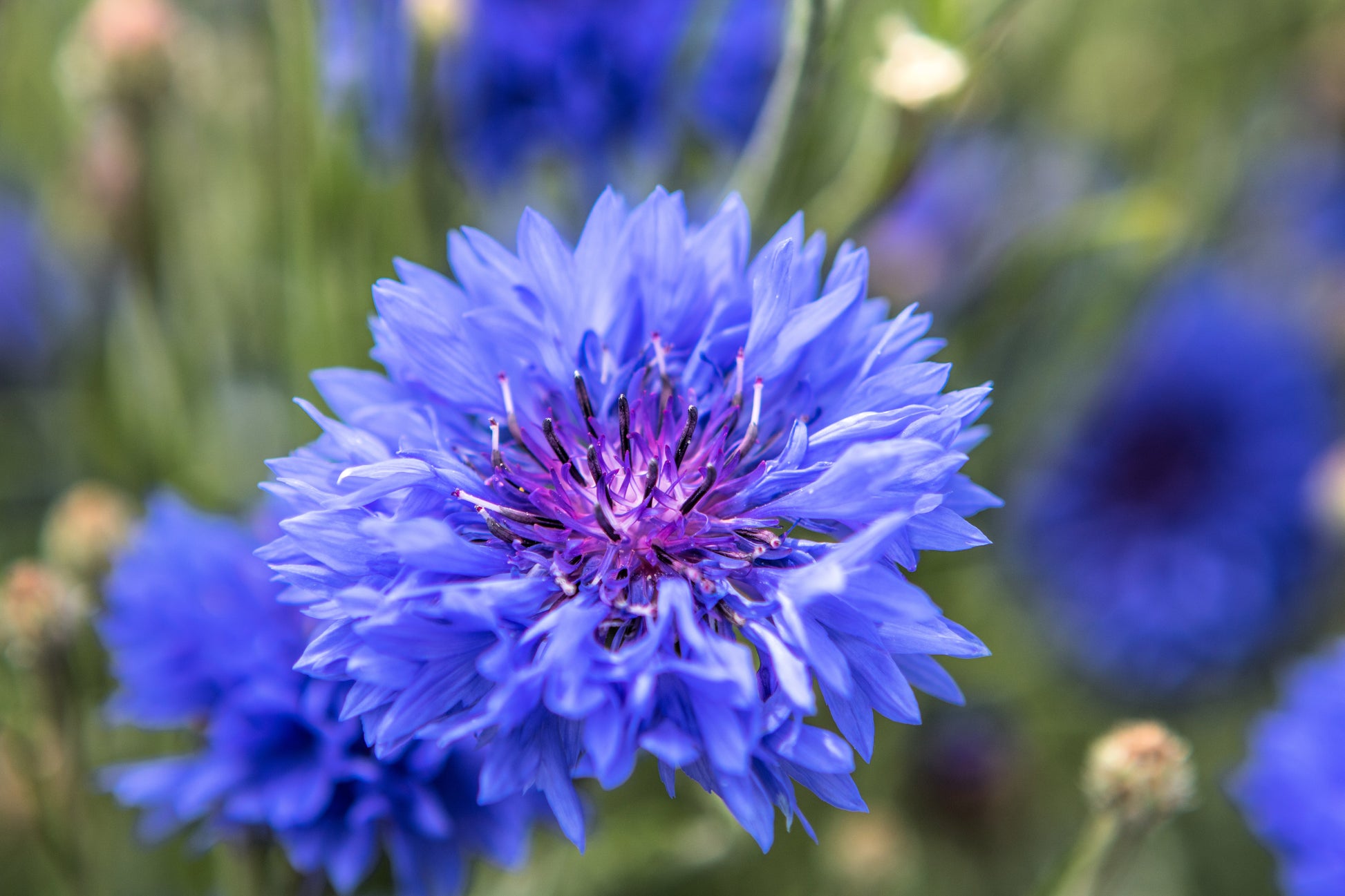 cornflower indoor plant 1000 Dwarf Blue BACHELORS BUTTON CORNFLOWER Centaurea Cyanus Flower Se – Seedville USA