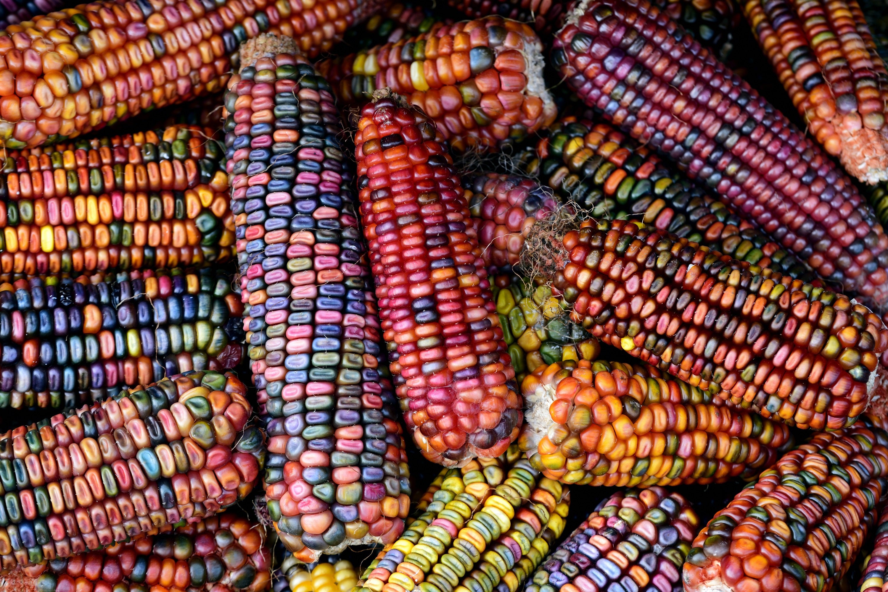 100 Ornamental INDIAN CORN WAMPUM Mixed Colors Zea Mays Vegetable