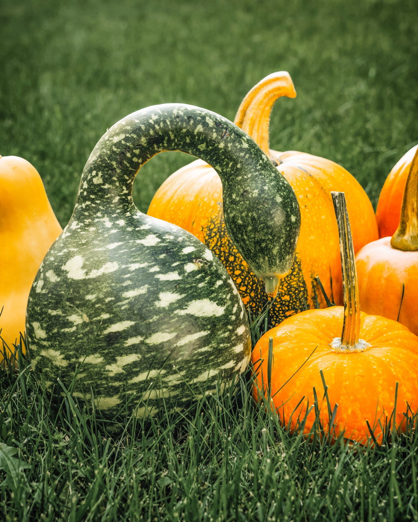 15 GOOSENECK / Bottle / SWAN GOURD Lagenaria Siceraria Vine Seeds