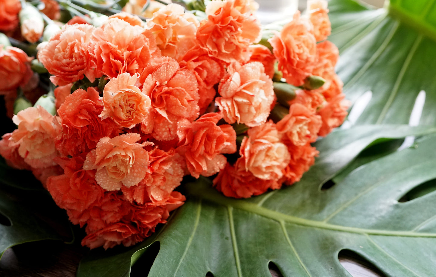 50 ORANGE CARNATION Dianthus Caryophyllus Chabaud Double Flower Seeds