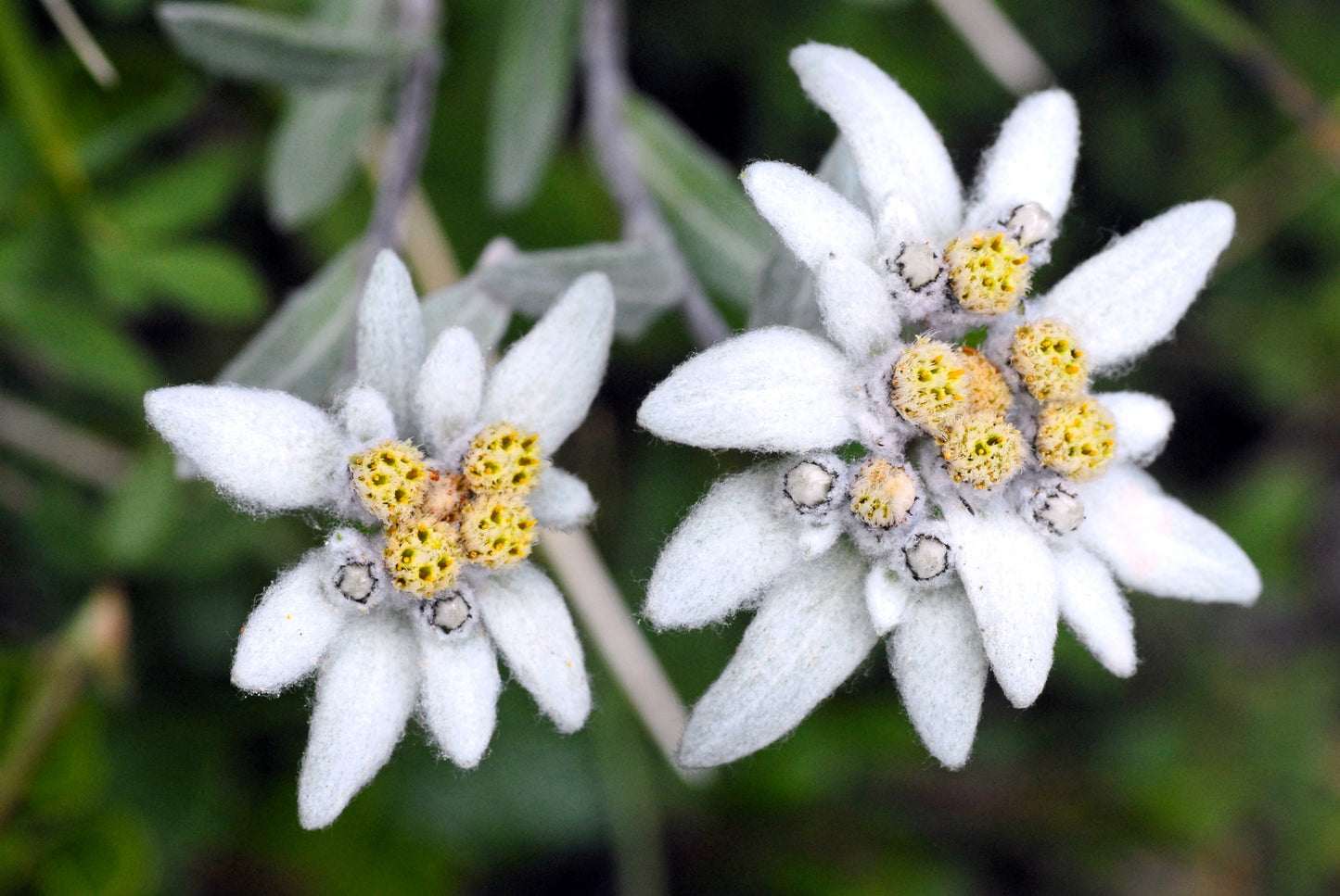 50 EDELWEISS Leontopodium Alpinum White Flower Seeds