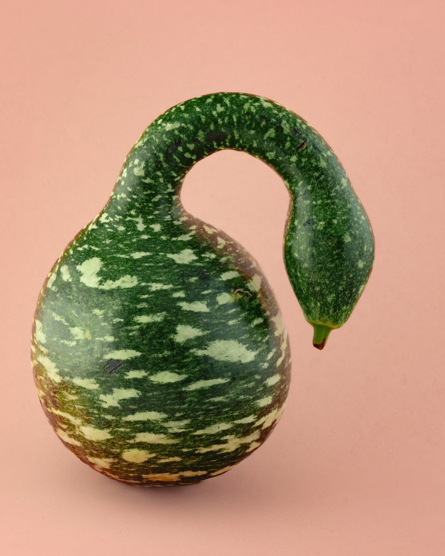 15 GOOSENECK / Bottle / SWAN GOURD Lagenaria Siceraria Vine Seeds