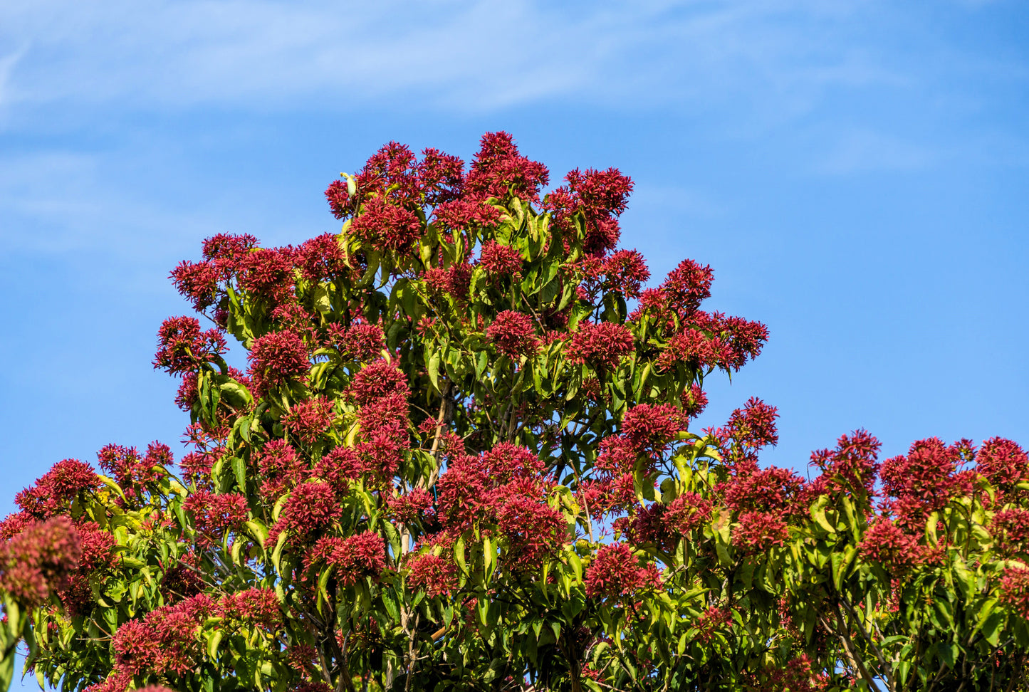 20 SEVEN SON Shrub Tree Heptacodium Miconioides White Red Flower Seeds