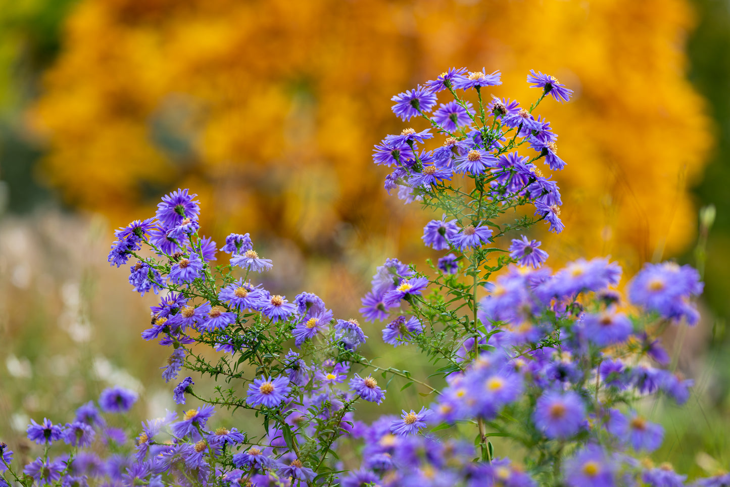 50 Blue RICE BUTTON ASTER Dumosus Flower Seeds