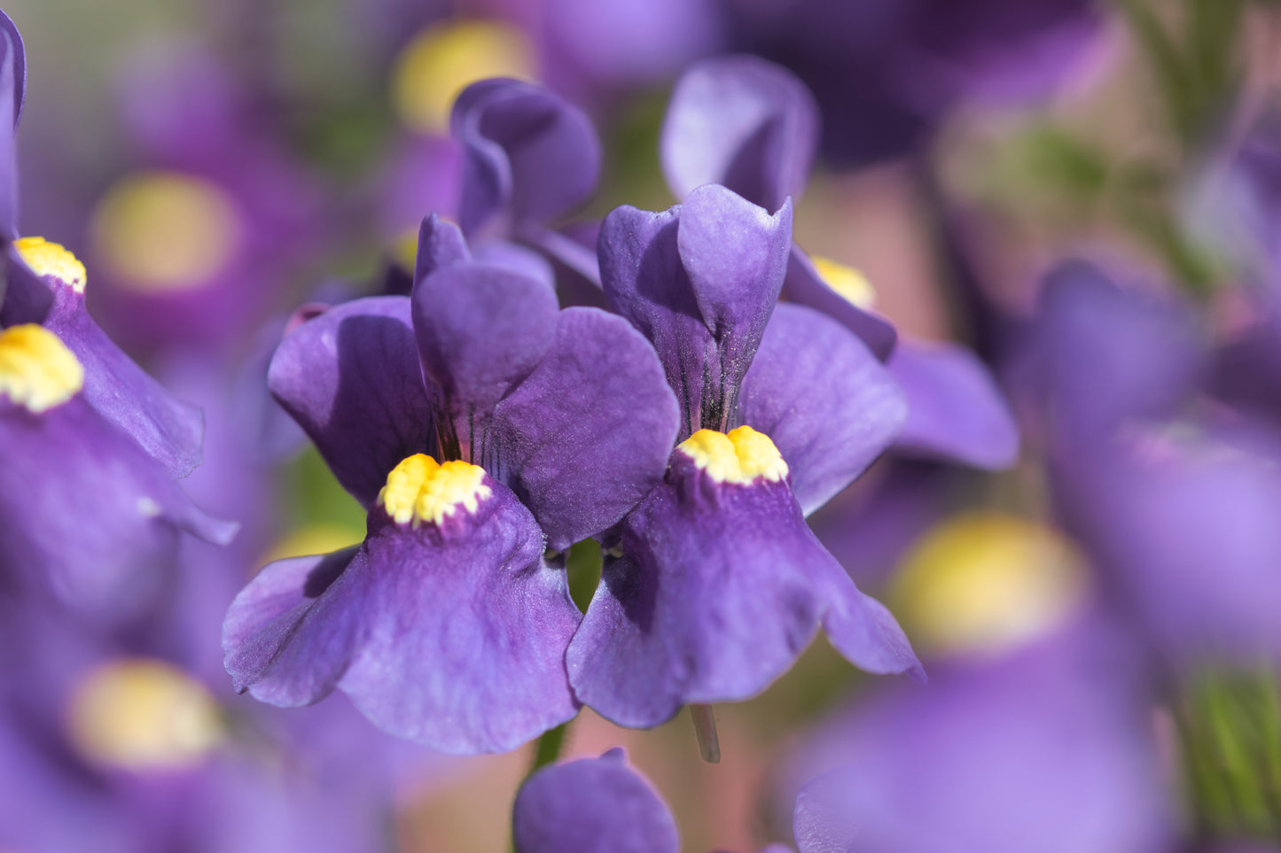 50 BLUE GEM NEMESIA Strumosa Flower Seeds