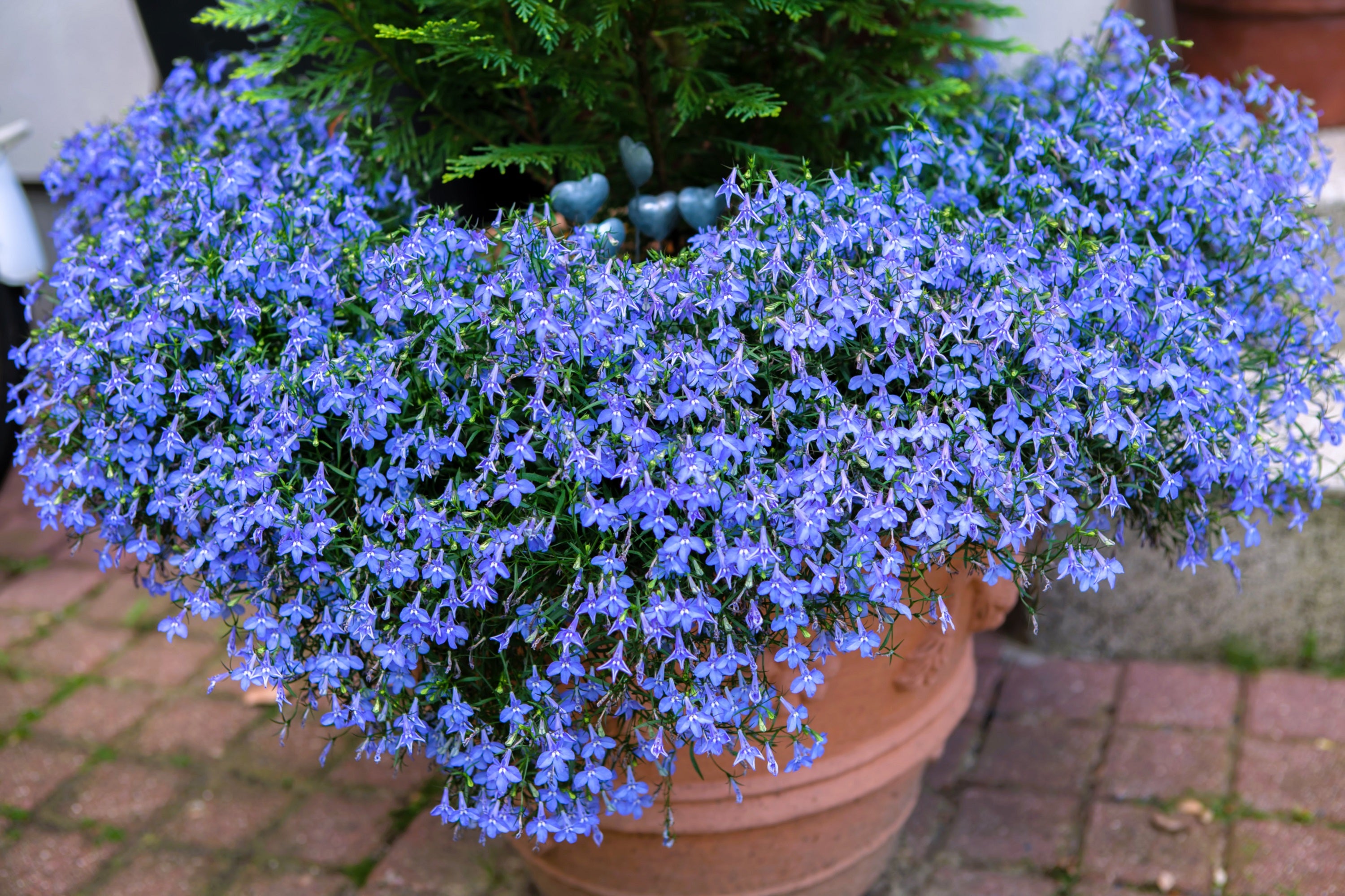 Seedville Lobelia Regatta Erinus Flower Seeds - Thumbnail 2