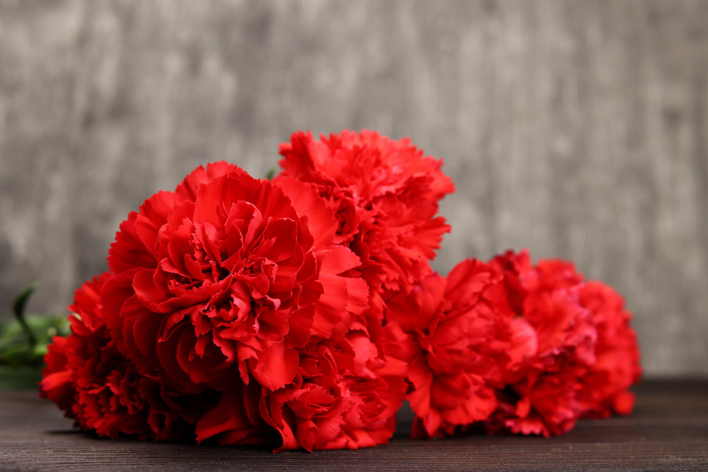 50 SCARLET RED CARNATION Dianthus Caryophyllus Grenadin Double Flower Seeds