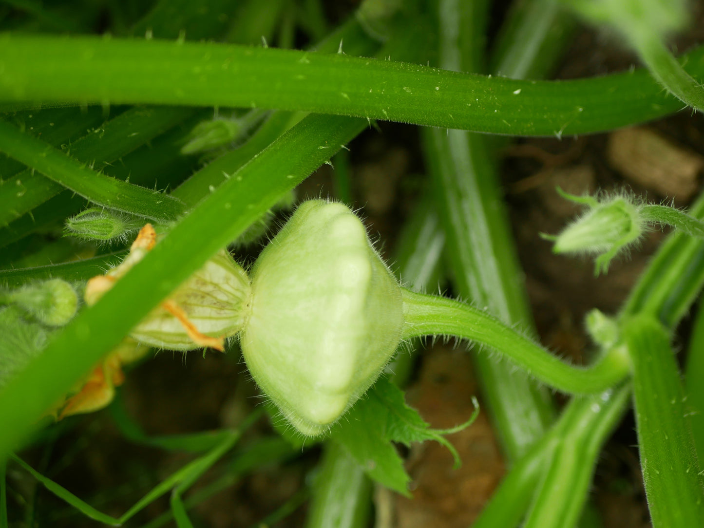 20 Green Tint BUSH SCALLOP SQUASH (Patty Pan / Paty Pan / Squanter Squash) Summer Cucurbita Pepo Vegetable Seeds