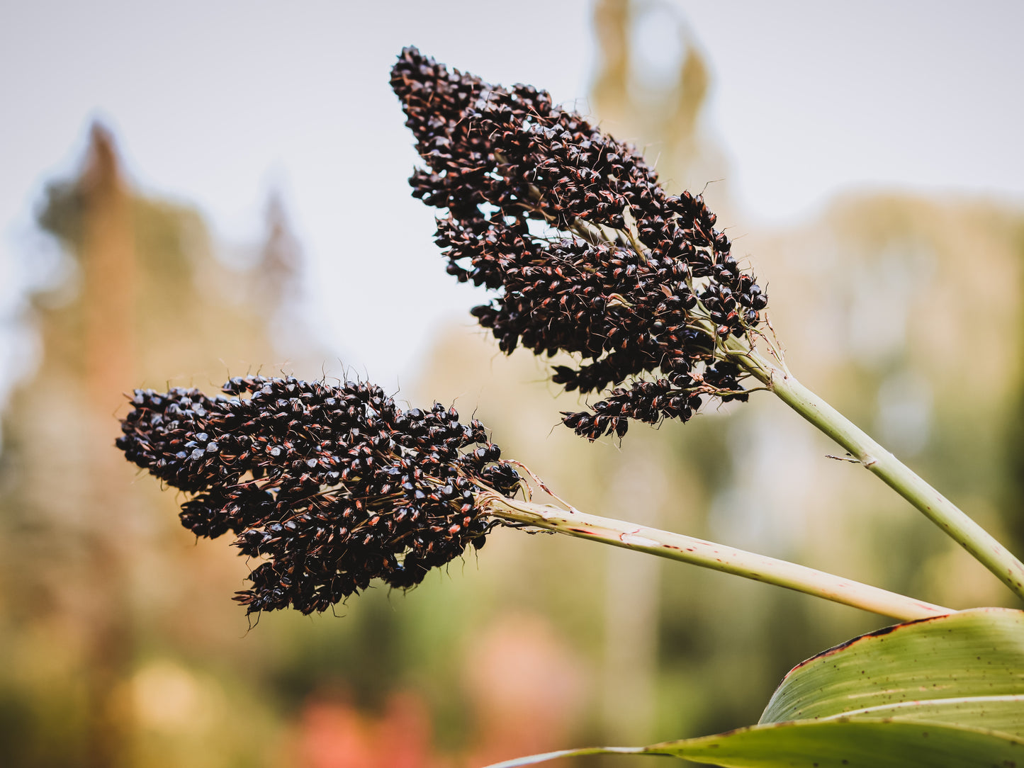 50 Organic BLACK AMBER SORGHUM Sugar Cane Sorghum Bicolor Grain Vegetable Seeds