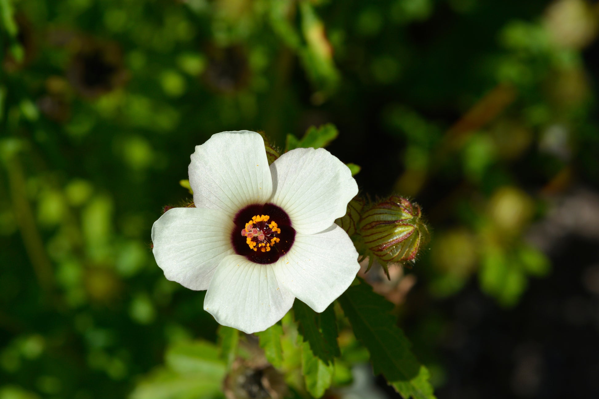 flower of an hour seeds 10 SIMPLY LOVE HIBISCUS (Flower of the Hour / Baldder Hibiscus) Hibiscus Trionum Flower Seeds