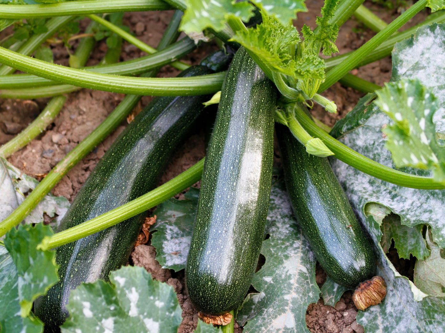 50 BLACK BEAUTY ZUCCHINI Summer Squash Cucurbita Pepo Vegetable Seeds