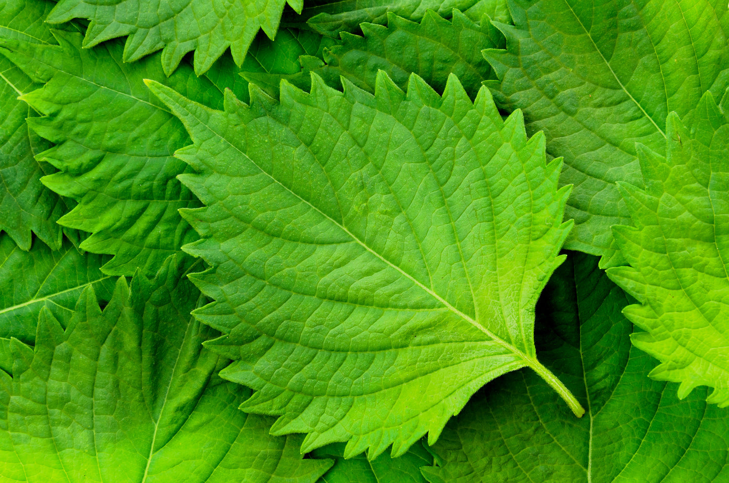 300 GREEN SHISO aka PERILLA Frutescens Ornamental Herb Seeds Green & Purple