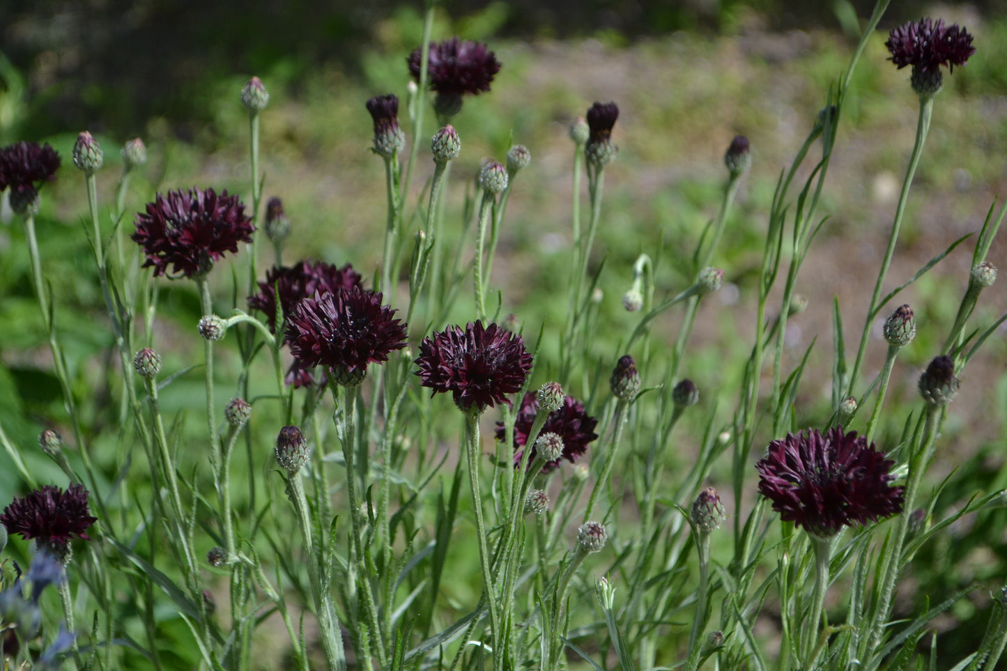 25 Black Garnet BACHELOR'S BUTTON / CORNFLOWER Centaurea Cyanus Flower Seeds