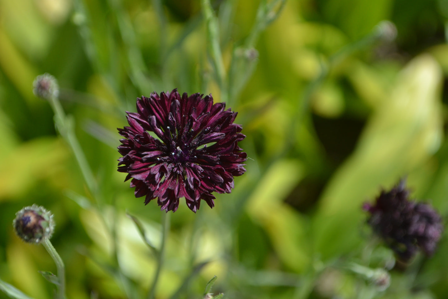 25 Black Garnet BACHELOR'S BUTTON / CORNFLOWER Centaurea Cyanus Flower Seeds