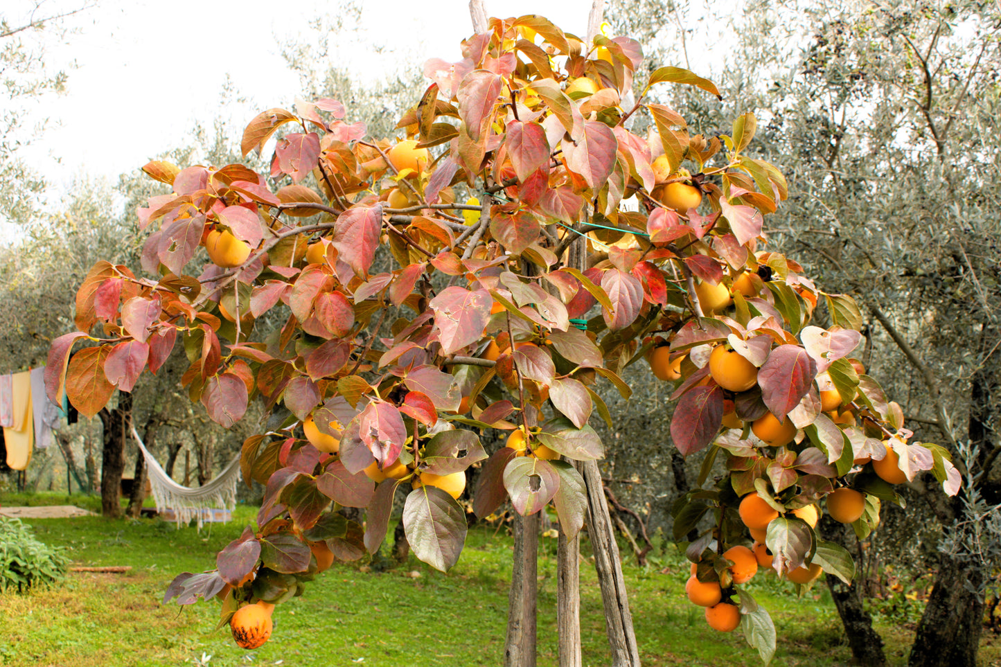 5 JAPANESE PERSIMMON Tree Asian Diospyros Kaki Orange Red Fruit Flower Seeds