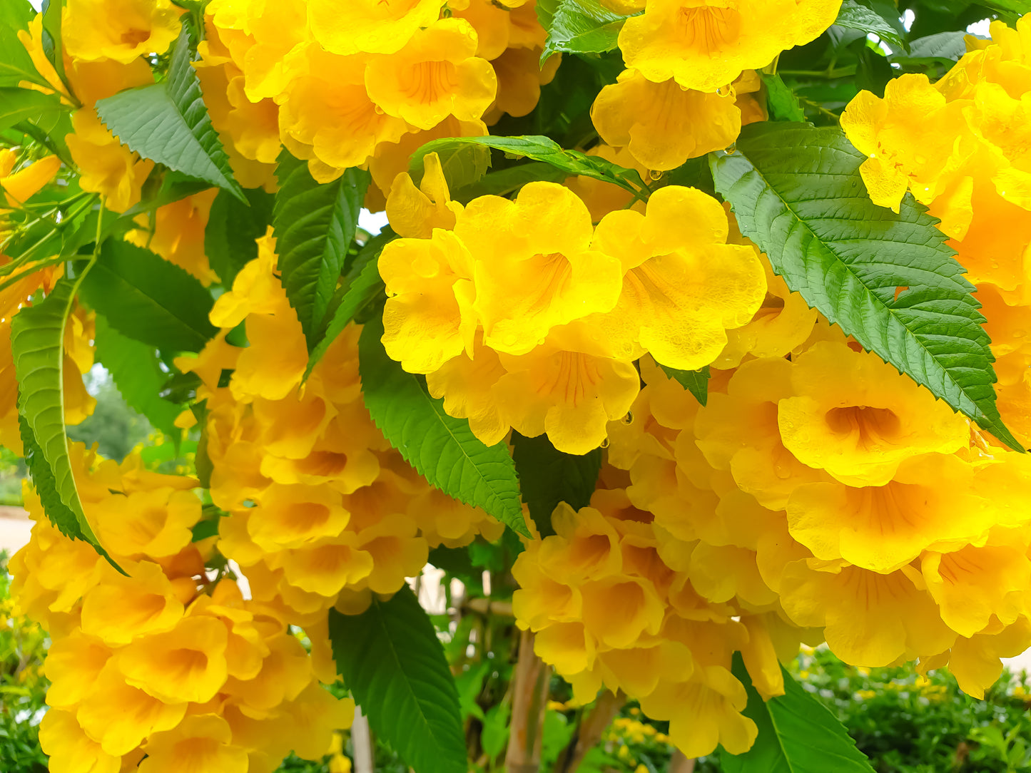 10 TECOMA STANS (Yellow Trumpetbush / Yellow Bells / Yellow Elder / Esperanza) Flower Shrub Bush Seeds