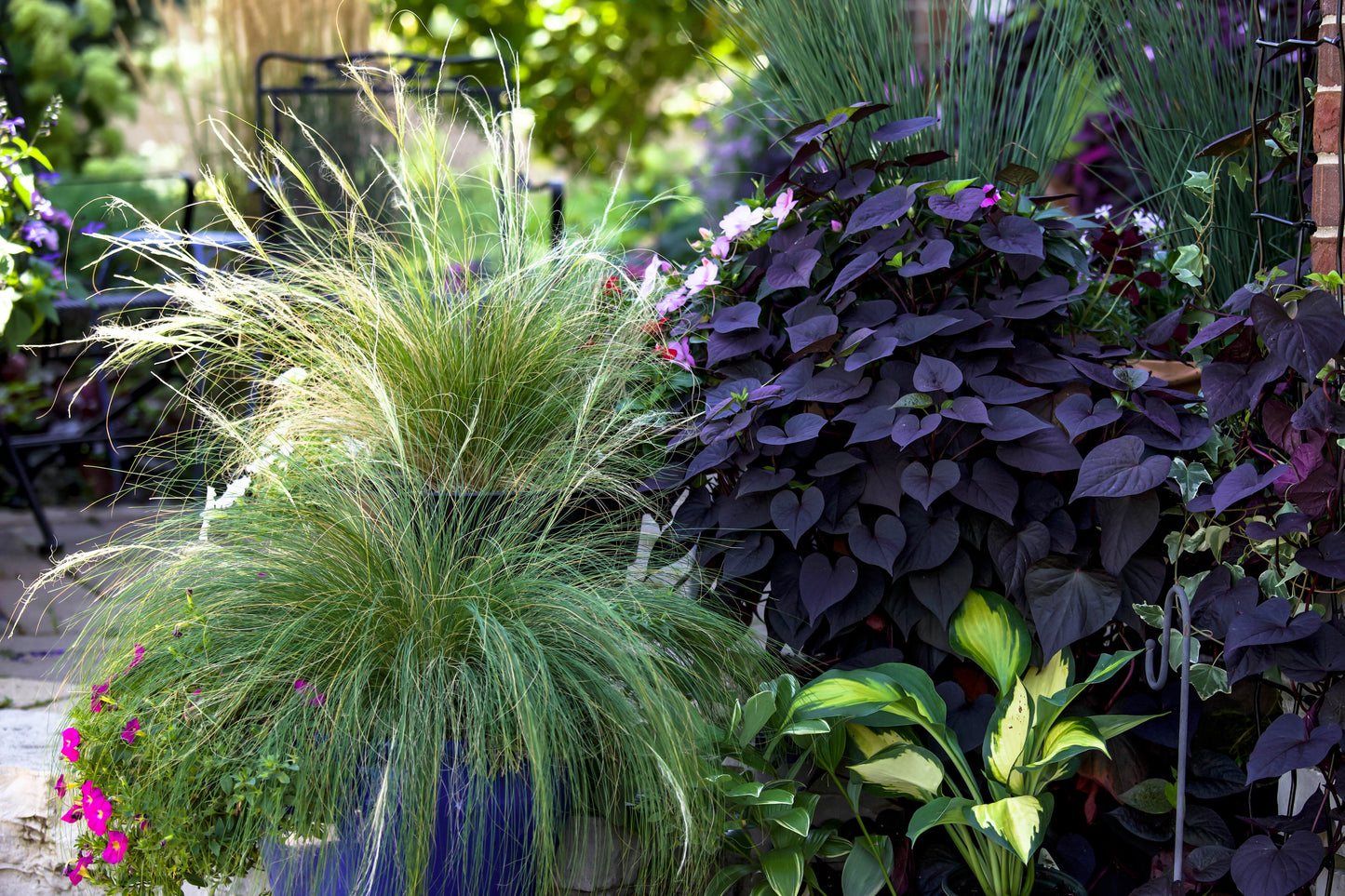 25 MEXICAN FEATHER GRASS Pony Tails Ornamental Stipa Tenuissima Nassella Seeds Wind Whisp