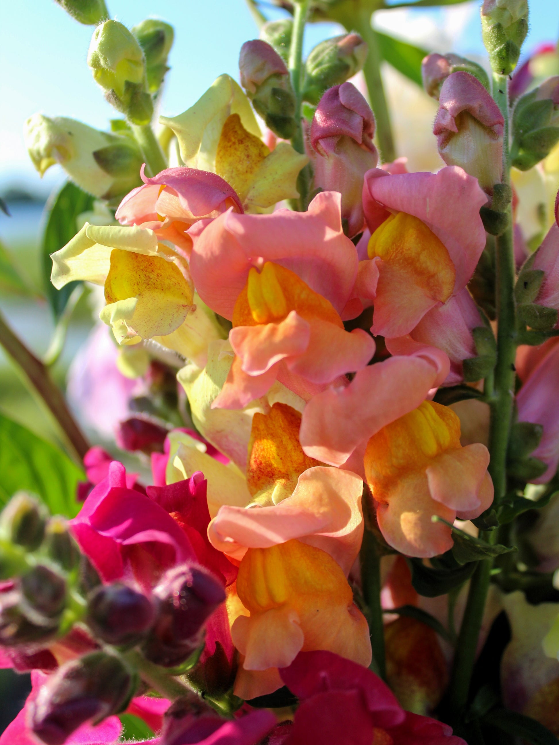 2000 SNAPDRAGON CORONA MIX Antirrhinum Majus Flower Seeds – Seedville USA