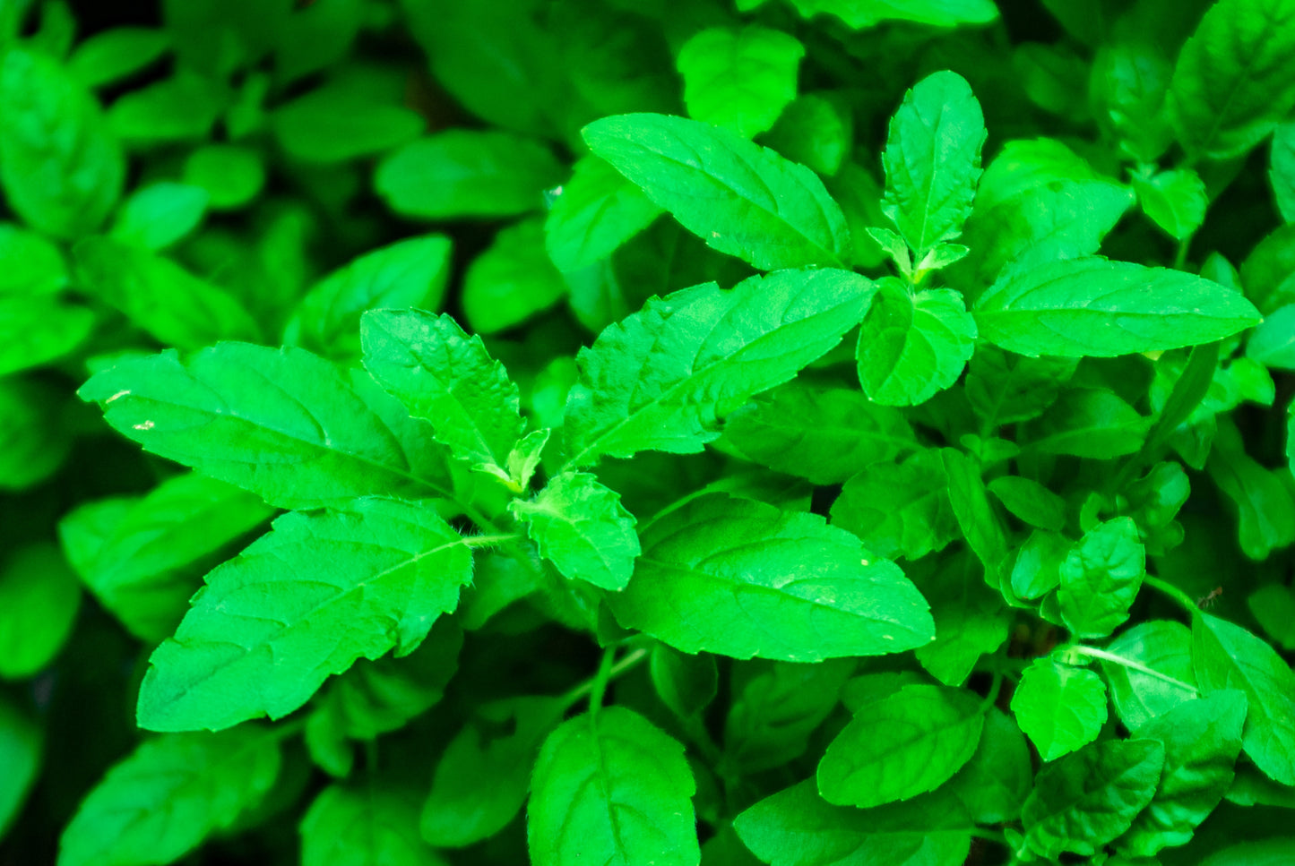 500 CLOVE BASIL Ocimum Basilicum Herb Flower Seeds