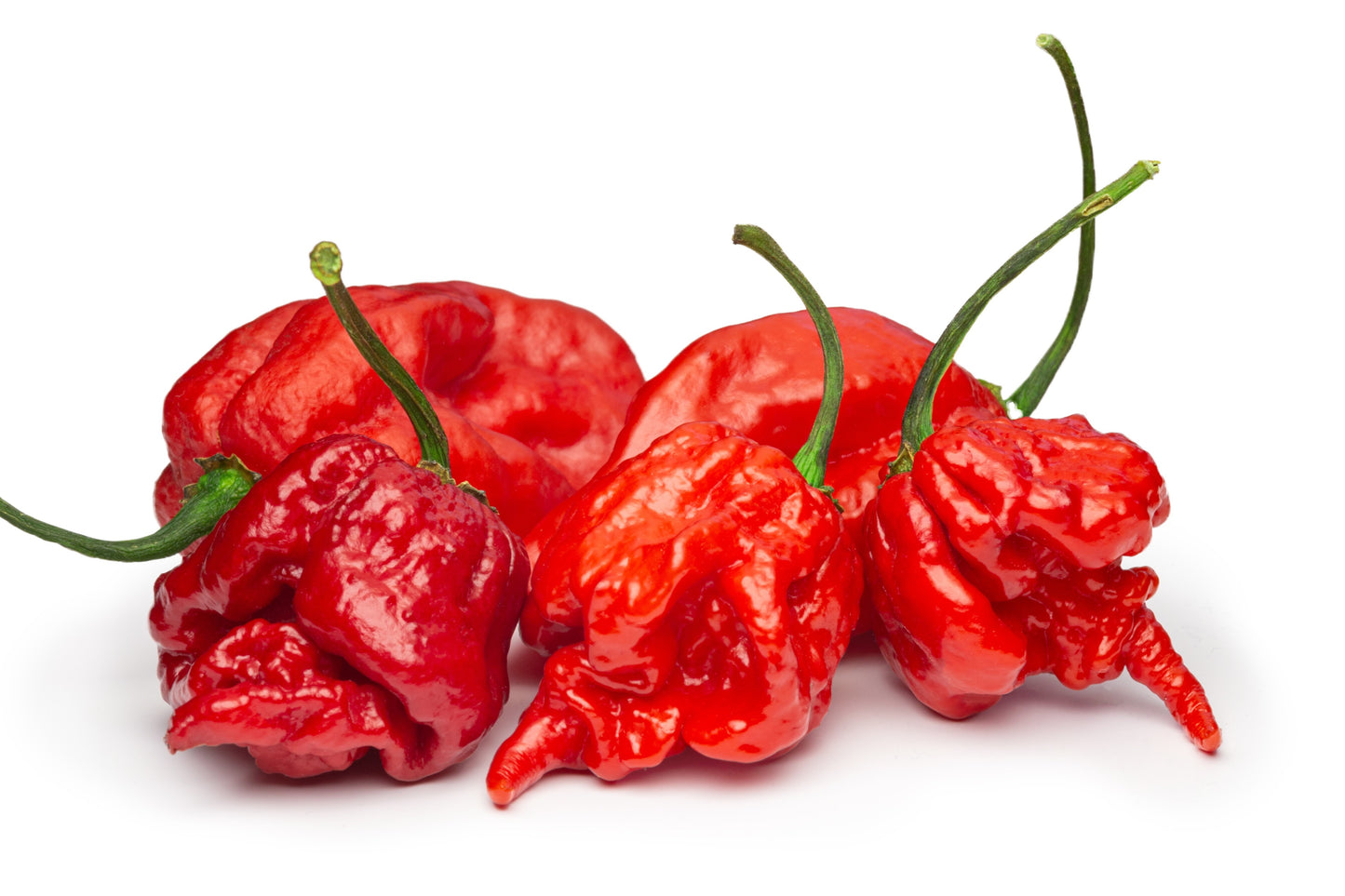 10 Red CAROLINA REAPER PEPPER World's Hottest Capsicum Chinense Hot Chili Vegetable Seeds