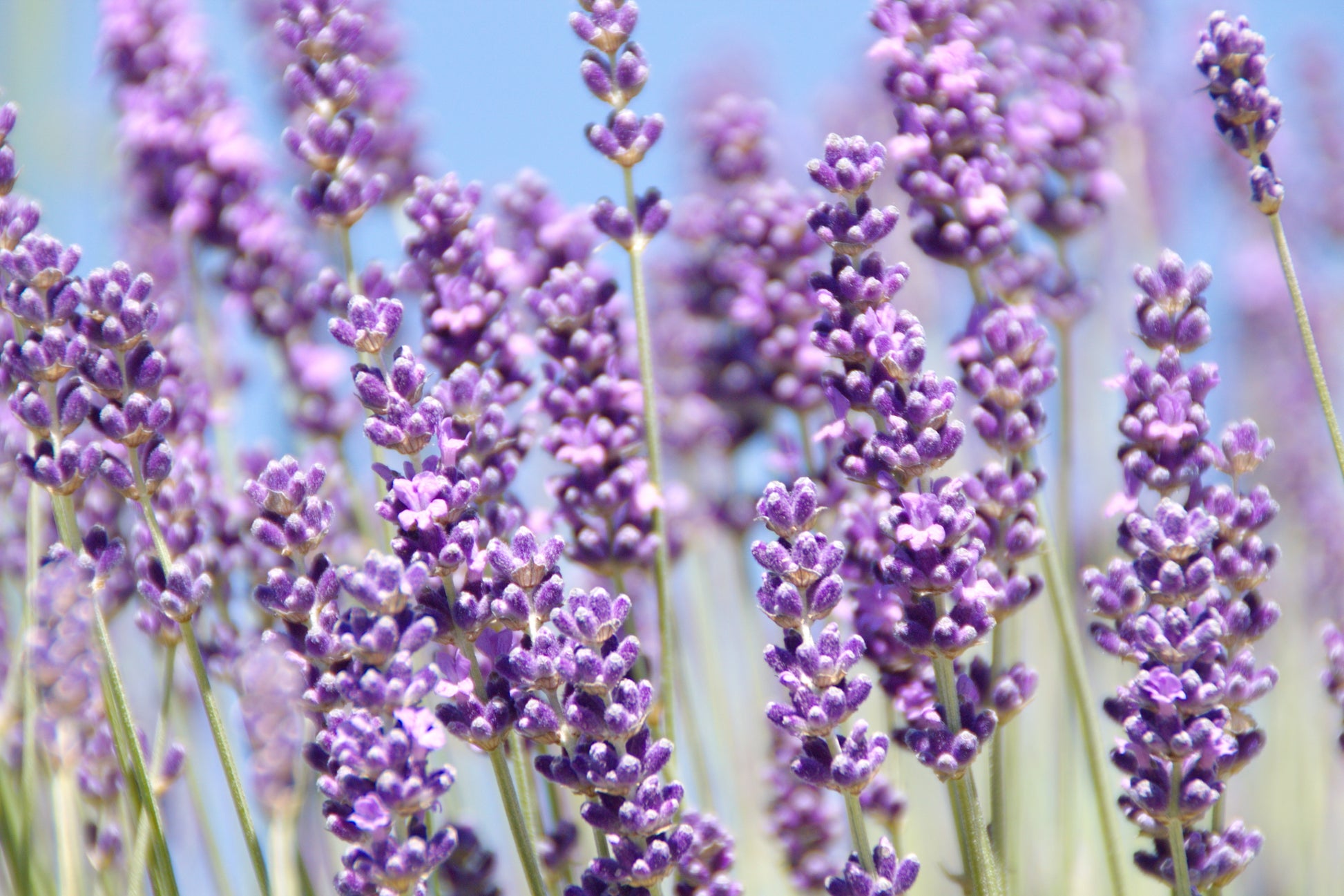 lavender true plant 500 True ENGLISH LAVENDER VERA Lavandula Angustifolia Vera Herb Purple Flower Seeds