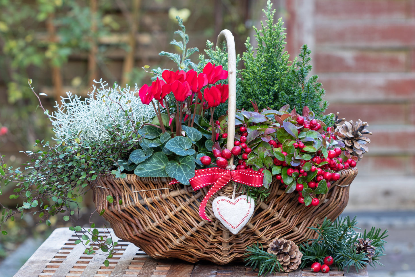 20 Creeping WINTERGREEN / TEABERRY Gaultheria Procumbens Evergreen Flower Seeds