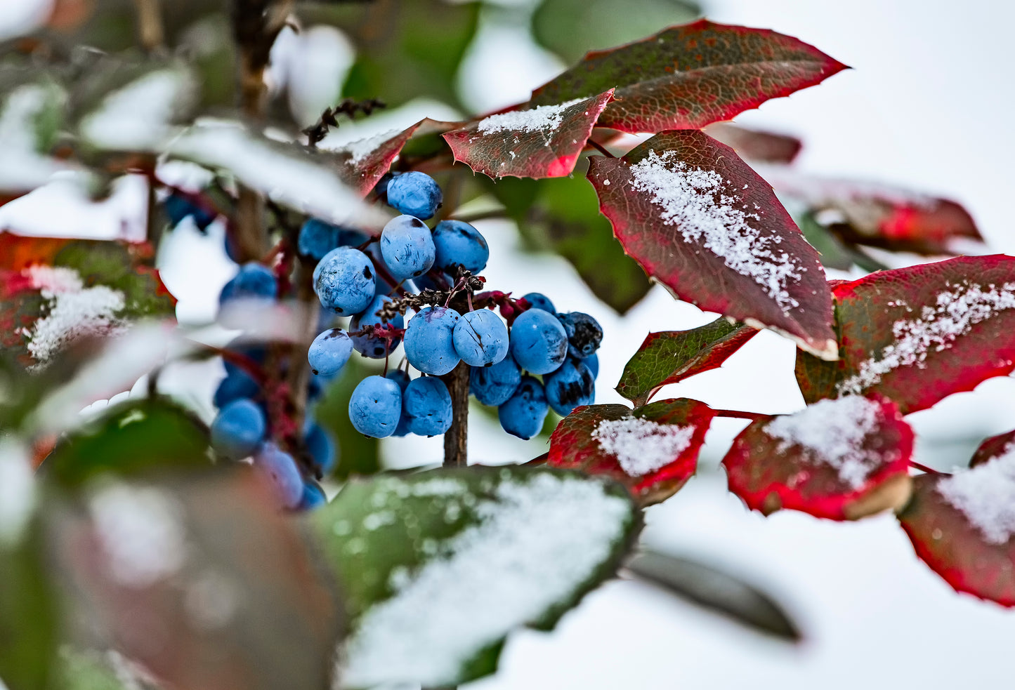 20 OREGON GRAPE Holly Fruit Vine Hollyleaved Barberry Mahonia Aquifolium Seeds