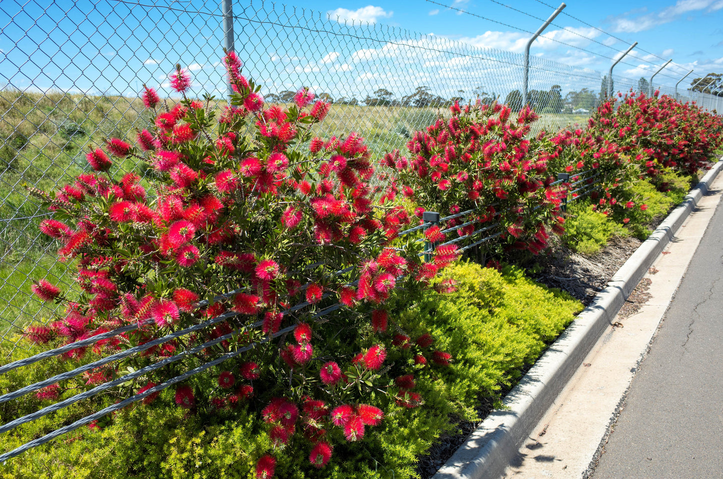 40 CRIMSON BOTTLEBRUSH Callistemon Citrinus Flowering Shrub Bush Small Tree Seeds