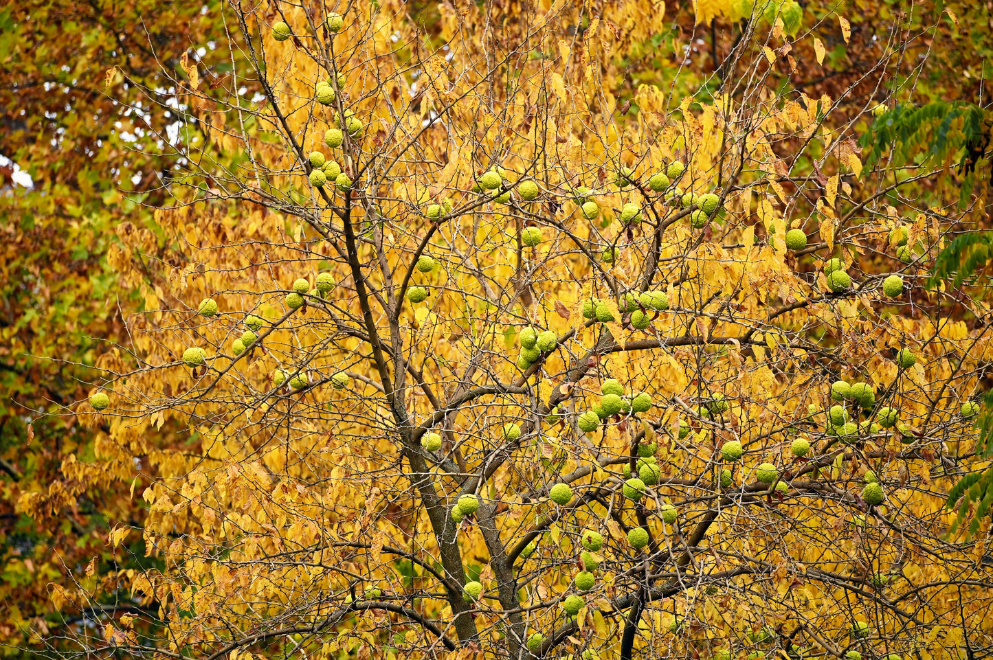 10 HEDGE APPLE Osage Orange Horse Apple Monkey Ball Maclura Pomifera Tree Seeds