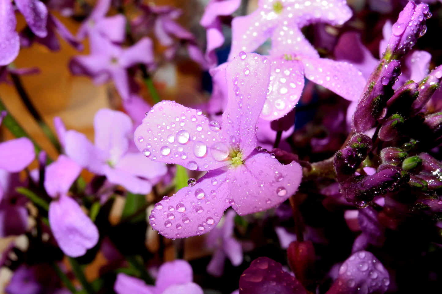 500 EVENING ( night ) SCENTED STOCK Matthiola Longipetala Bicornis Flower Seeds