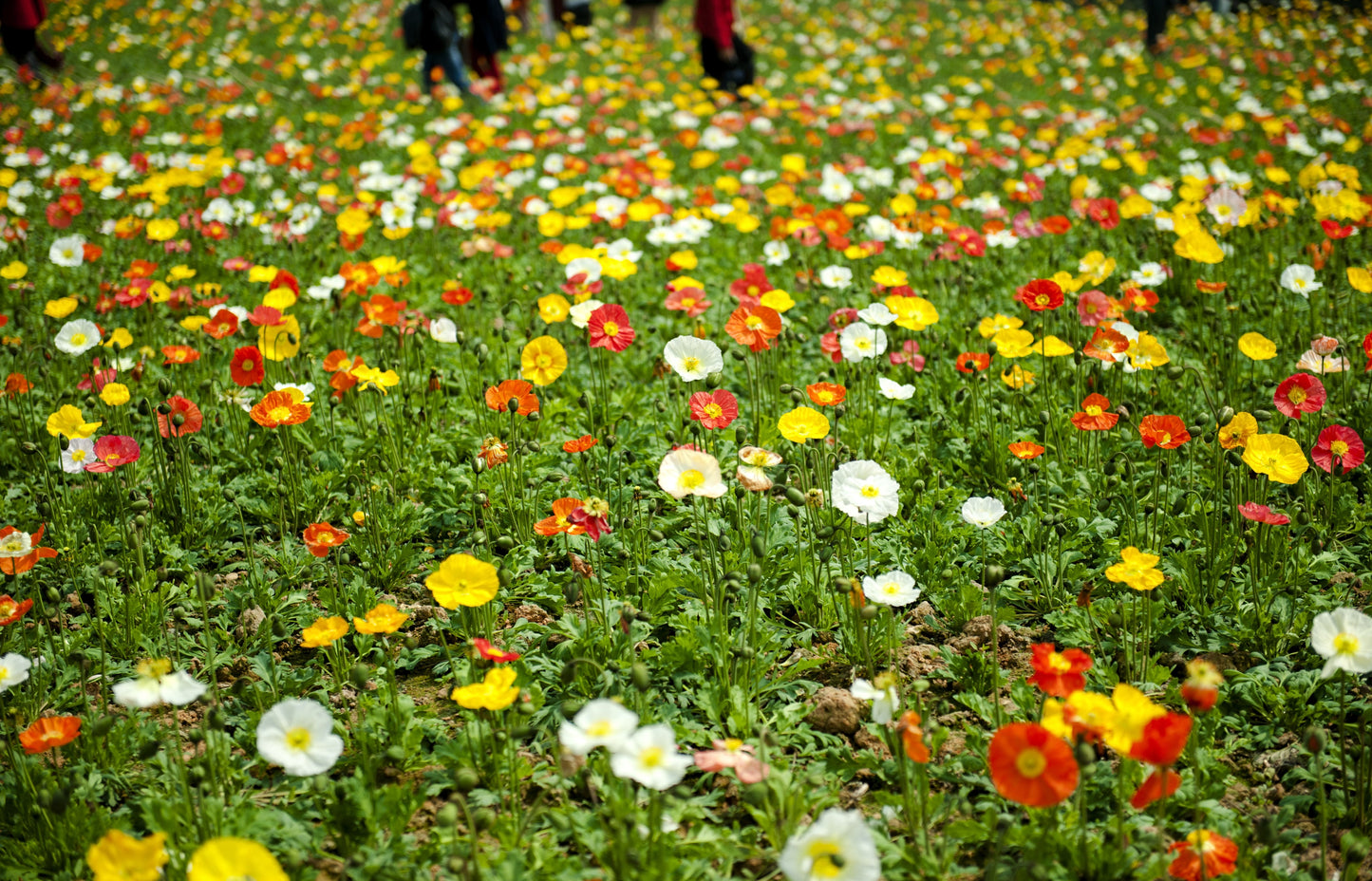 2500 ICELAND POPPY MIX Papaver Nudicaule Mixed Colors Flower Seeds