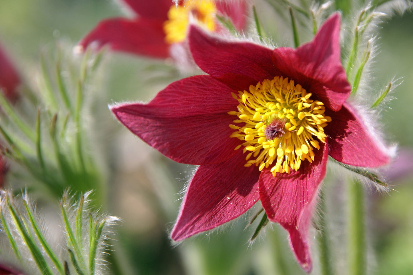 10 RED ANEMONE Pulsatilla Vulgaris PASQUE Flower Seeds