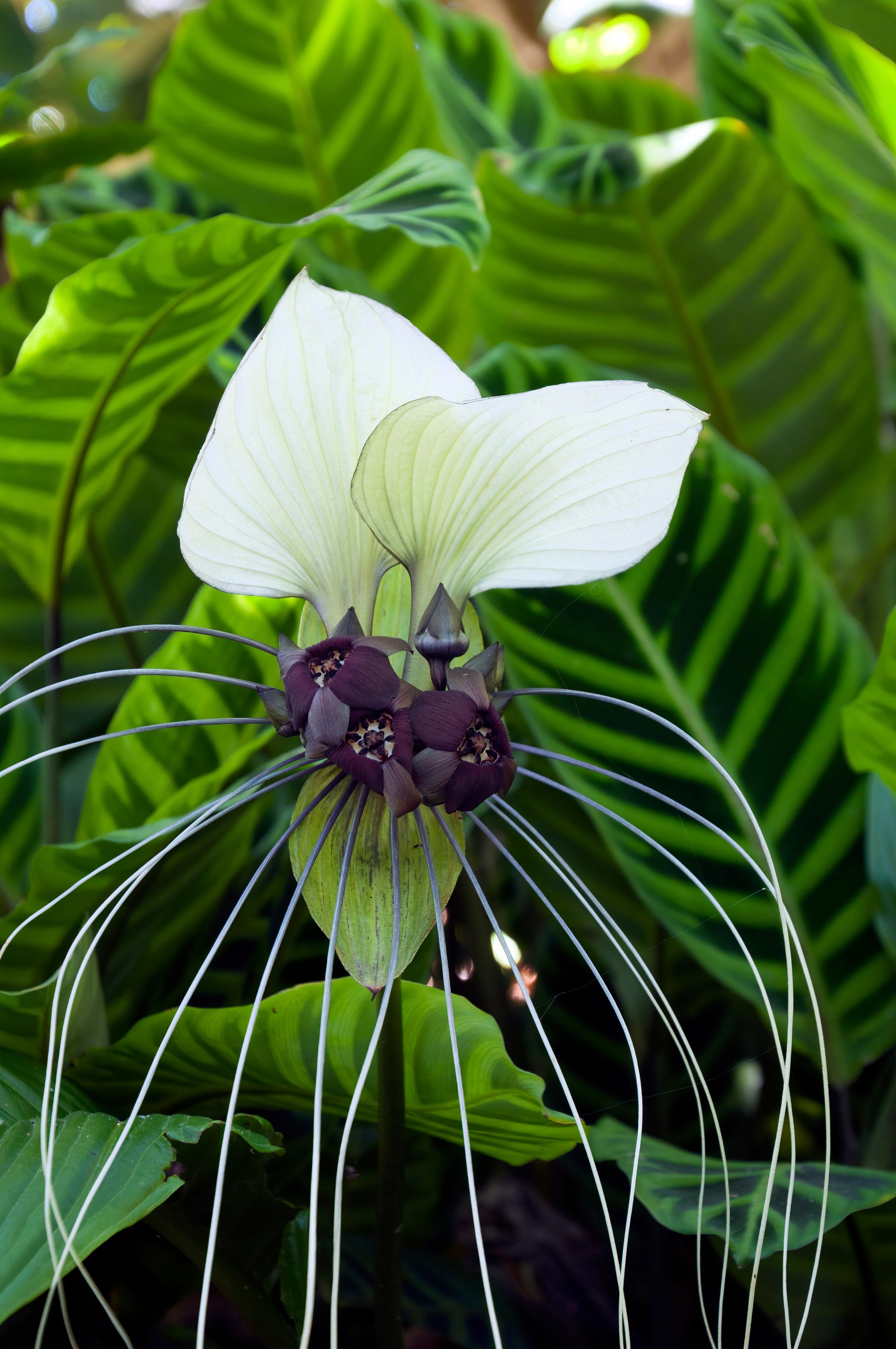 bat flower seeds for sale 5 WHITE BAT FLOWER Tacca Integrifolia Nivea Bat Head Lily Flower Seeds