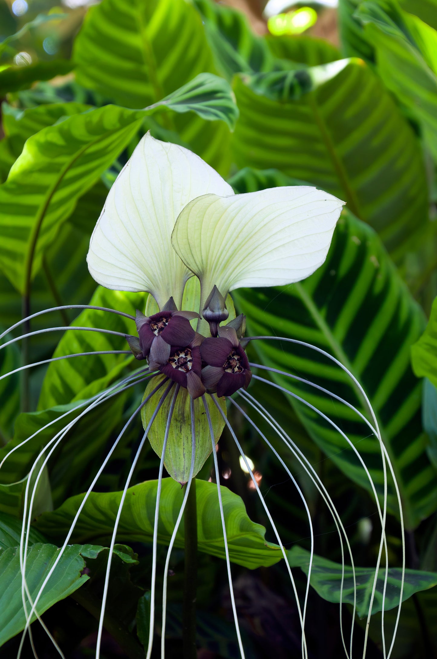 5 WHITE BAT FLOWER Tacca Integrifolia Nivea Bat Head Lily Flower Seeds