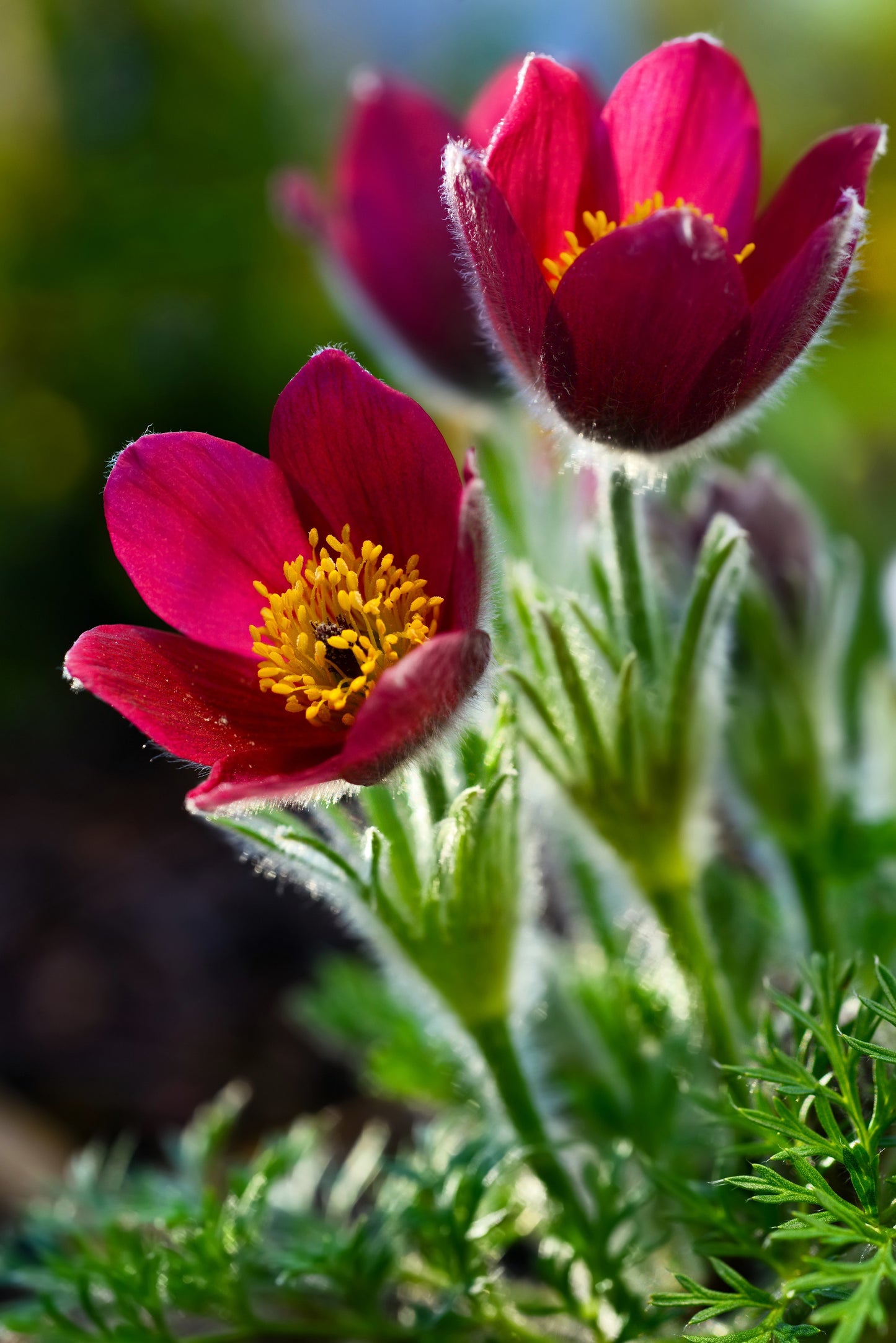 10 RED ANEMONE Pulsatilla Vulgaris PASQUE Flower Seeds