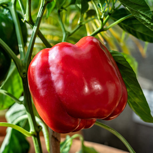 150 BIG RED Bell PEPPER Sweet Capsicum Annuum Vegetable Seeds