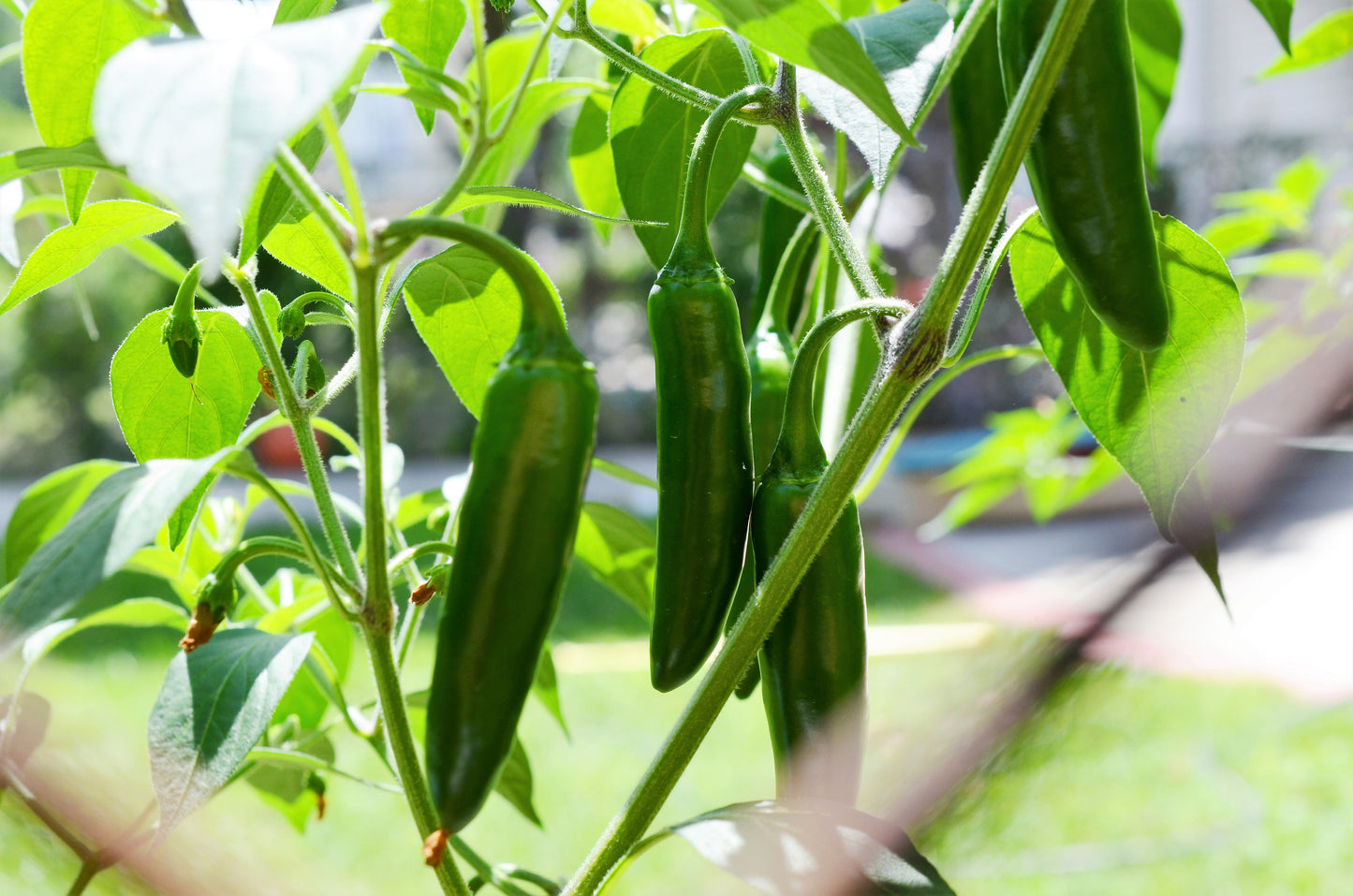 400 HOT JALAPENO PEPPER Capsicum Annuum Mexican Chili Vegetable Seeds