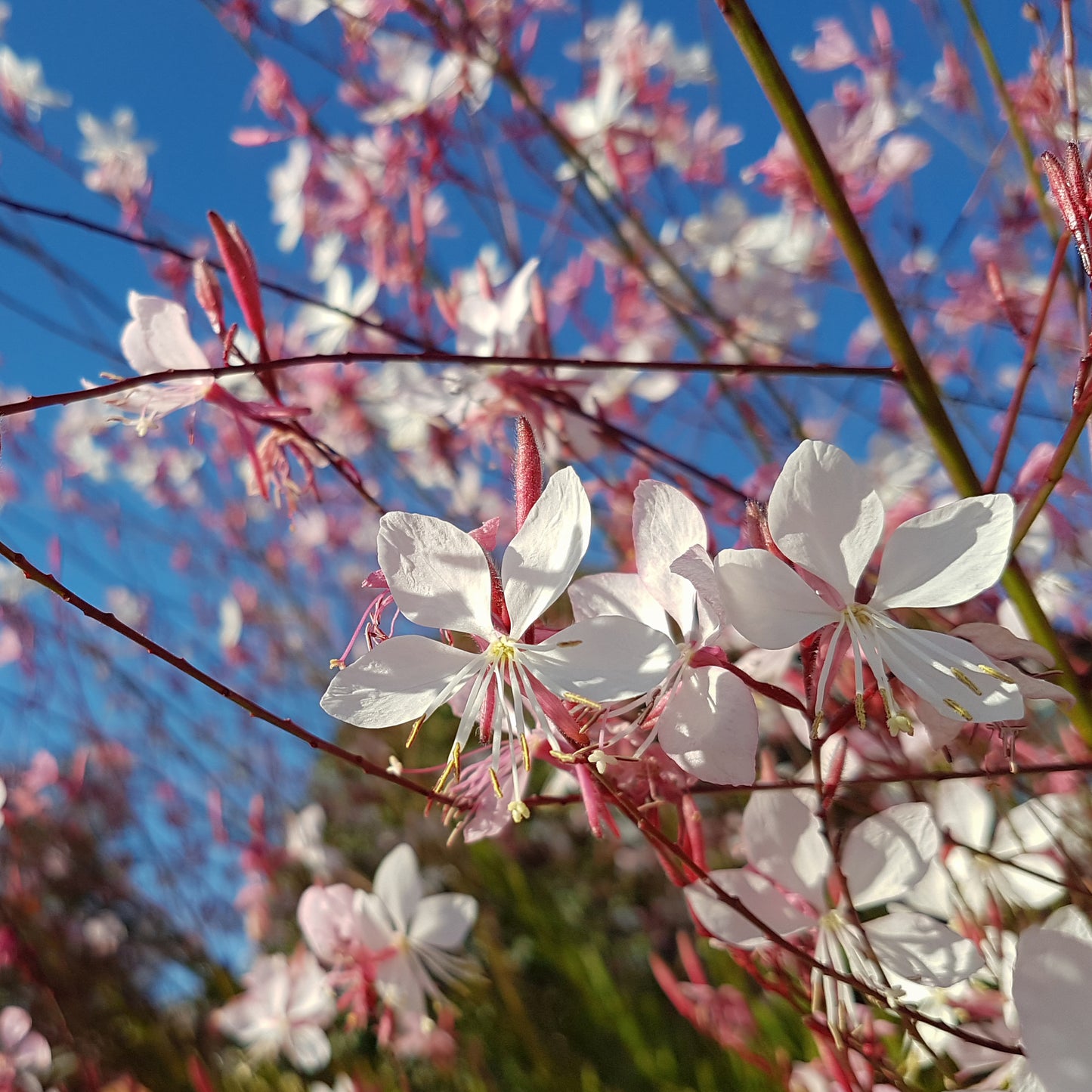 100 White GAURA WHIRLING BUTTERFLIES Gaura Lindheimeri Flower Seeds