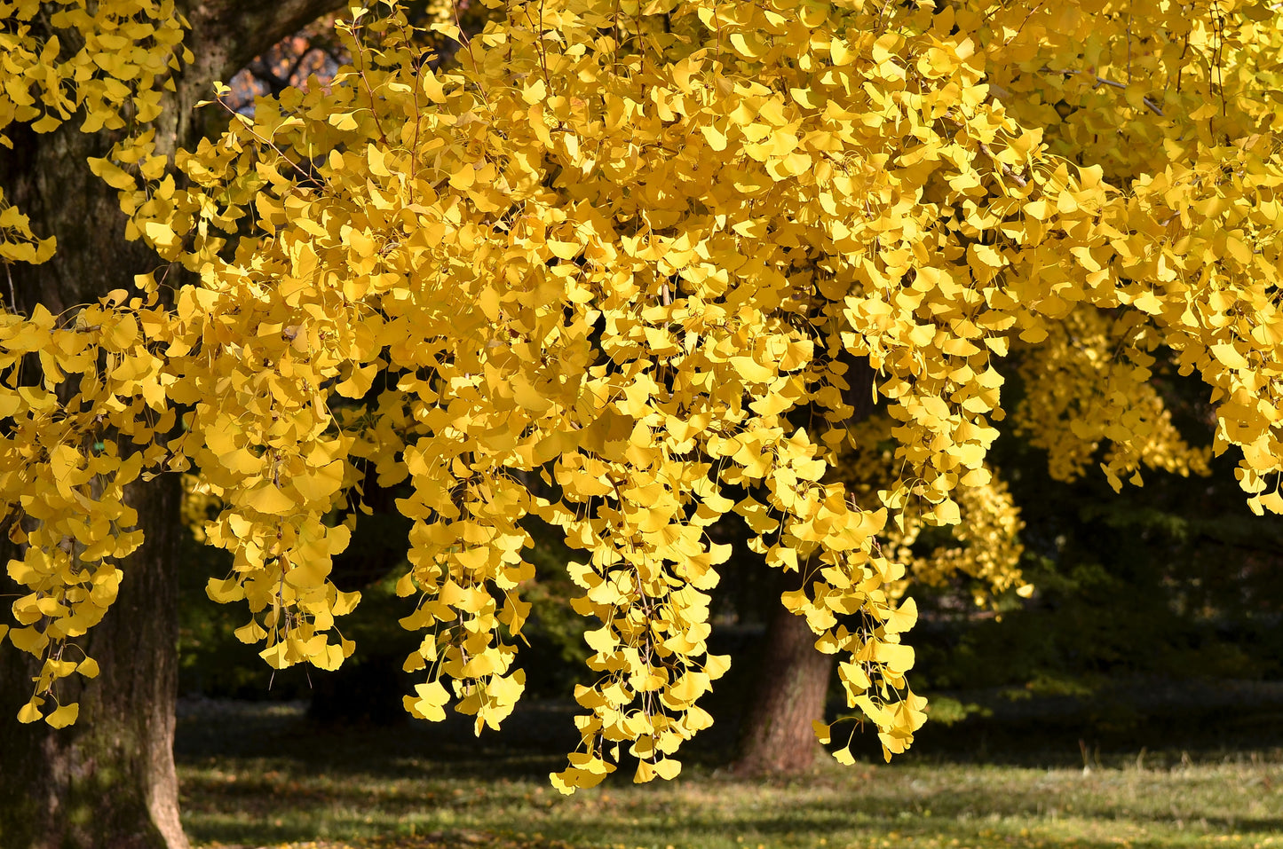 10 GINKGO BILOBA Maidenhair Tree Yellow Fall Orange "Fruit" Herb Seeds