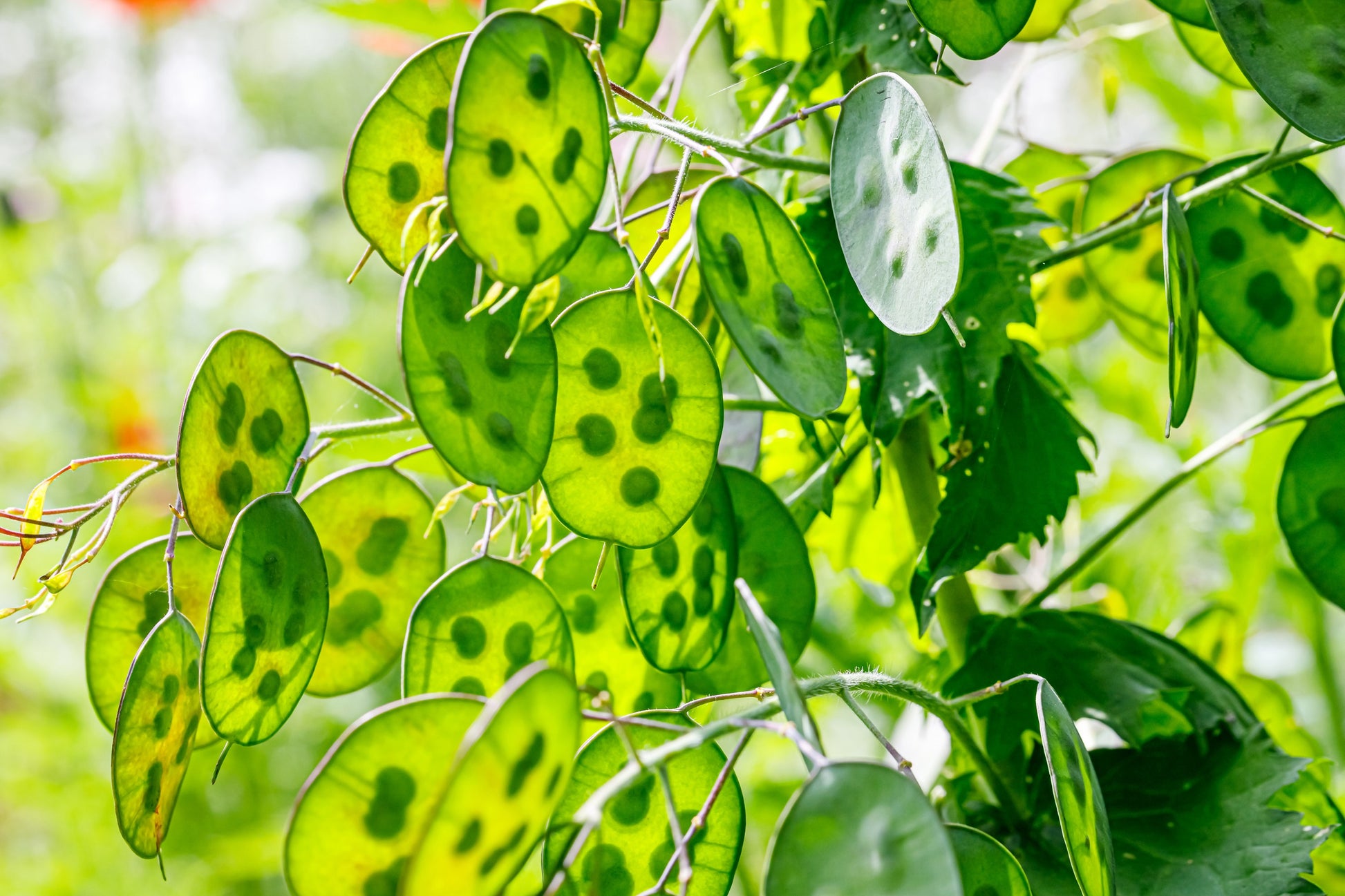 honesty plants 100 LUNARIA Biennis ( MONEY PLANT / Silver Dollar / Honesty / Moonwort / L  Annua ) Flower Seeds