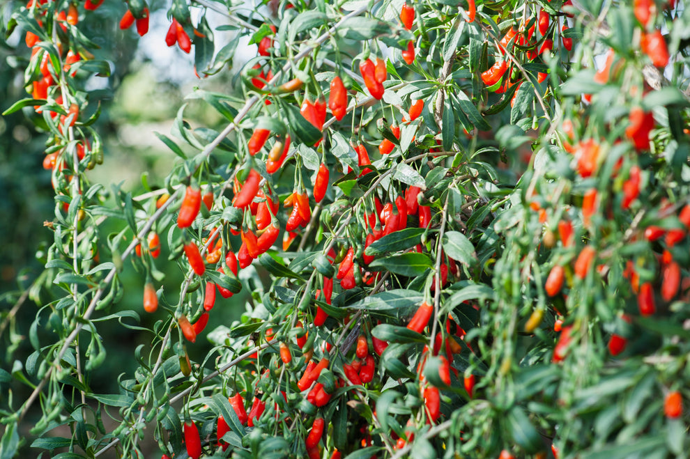 100 HIMALAYAN Tibetan GOJI BERRY Fruit Wolfberry Bush Lycium Barbarum ...