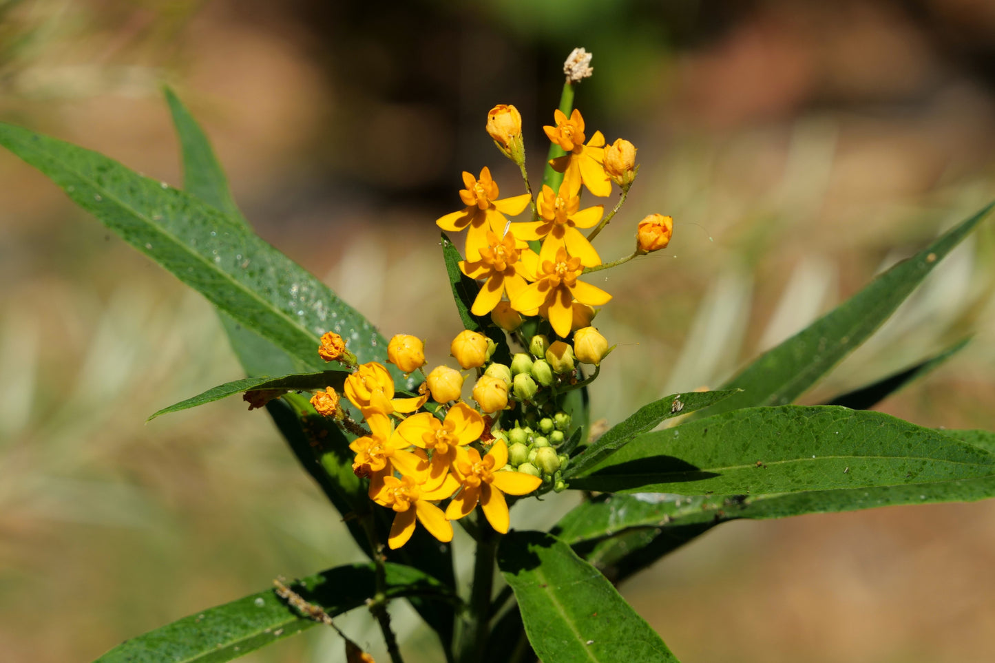 10 Bright YELLOW MILKWEED Butterfly Weed Asclepias Tuberosa Monarch Flower Seeds