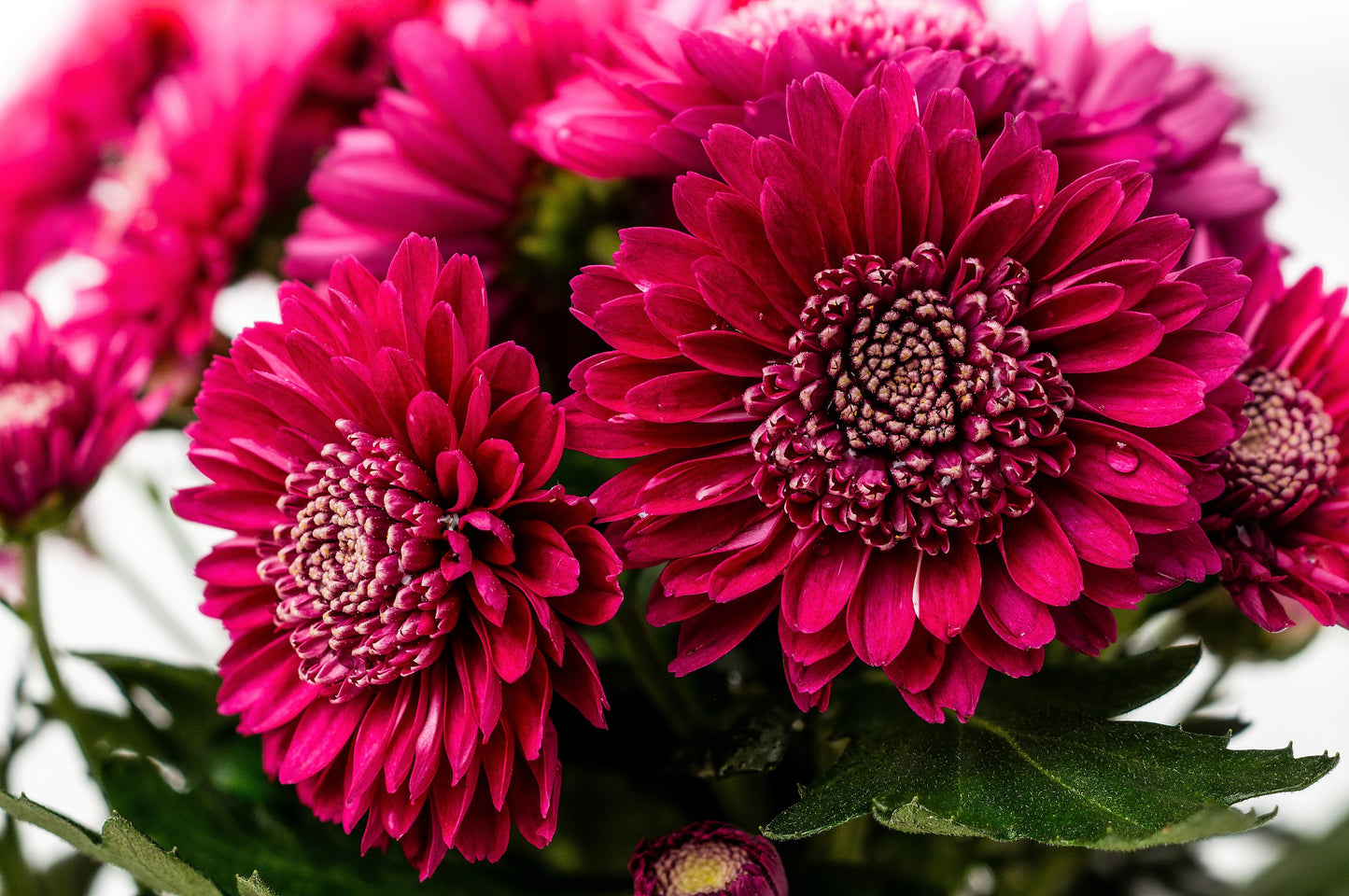 50 Mixed Colors INDIAN CHRYSANTHEMUM Indicum Hardy Mum Double Red Yellow Pink Orange Purple Bicolor Flower Seeds