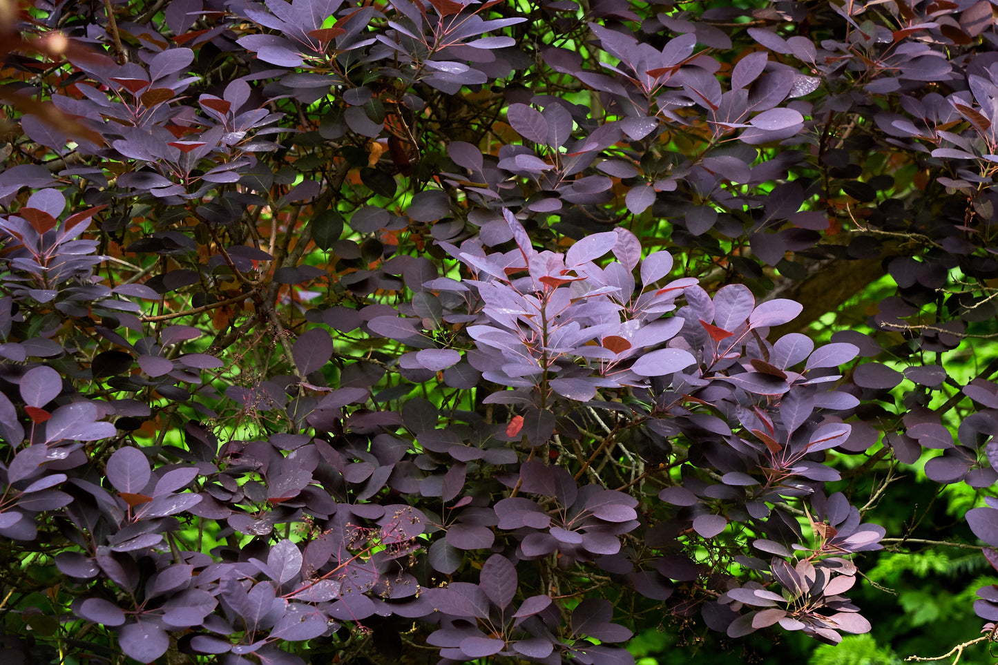 30 PURPLE SMOKE TREE Shrub Smokebush Cotinus Coggygria Rhus Cotinus Sumach Seeds
