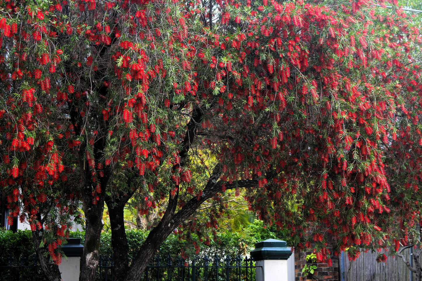 40 CRIMSON BOTTLEBRUSH Callistemon Citrinus Flowering Shrub Bush Small Tree Seeds